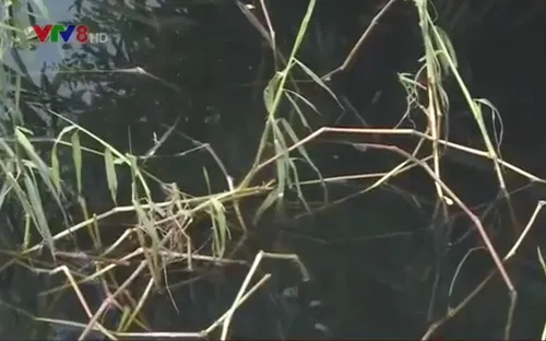 Nhà máy tinh bột sắn xả thải gây ô nhiễm môi trường