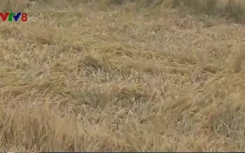 Phú Yên: Khẩn trương thu hoạch lúa hè Thu để giảm thiệt hại do mưa lũ