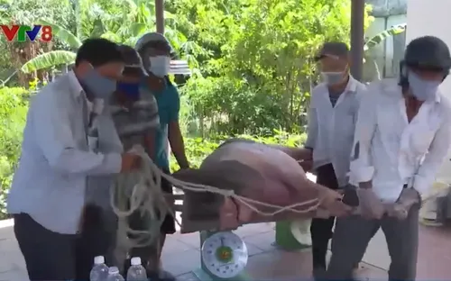 Quảng Nam hỗ trợ hơn 23 tỷ đồng để tiêu hủy heo dịch