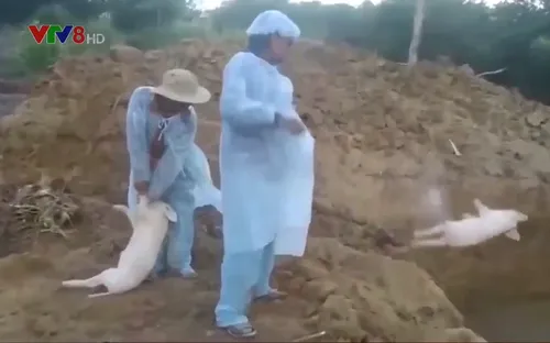 Mất khả năng tái đàn chăn nuôi heo ở Quảng Ngãi