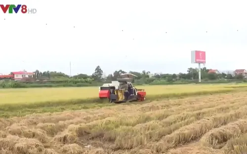 Đà Nẵng: Người dân gặt lúa chạy mưa lũ