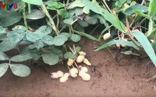 Quảng Trị: Nhiều diện tích lạc giống mất trắng do ngập lũ