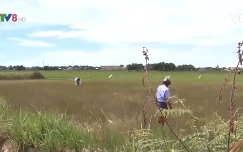 Quảng Nam: Chỉ thị phòng chống hạn mặn