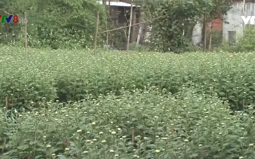 Đà Nẵng được mùa hoa Tết