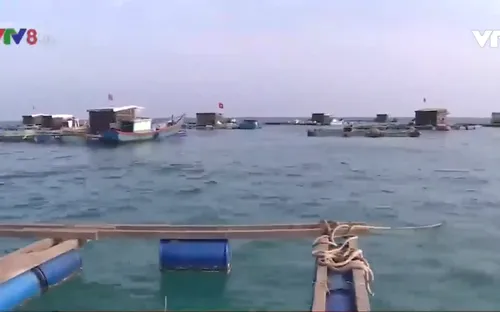 Nghề nuôi trồng thủy sản ở Lý Sơn