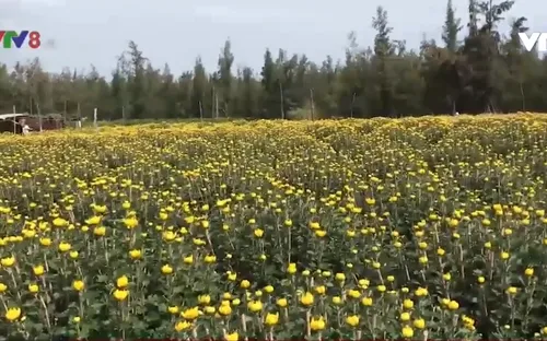 Hoa nở đúng Tết, nhà vườn phấn khởi