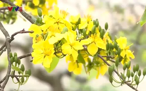 Làng mai Huế vào vụ Tết