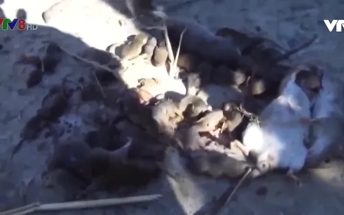 Năm con chuột và chống tham nhũng