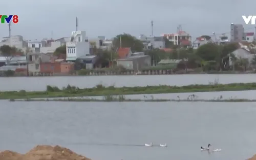 Khắc phục ngập ruộng để nông dân gieo sạ