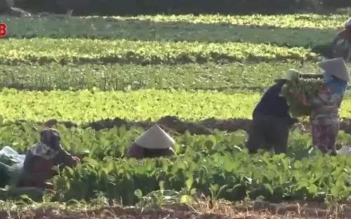 Quảng Ngãi: Rau xanh rớt giá, làng rau thất thu vụ Tết