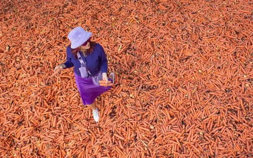 Kỳ lạ, đổ 240.000 củ cà rốt ra phố để trưng bày nghệ thuật