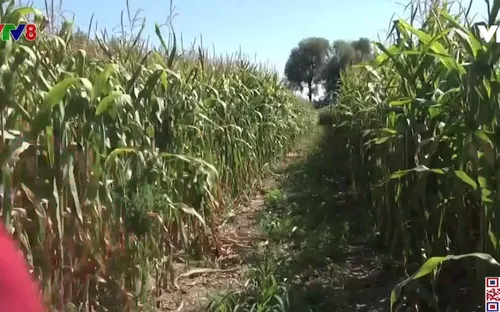 Pháp hạn chế sử dụng thuốc diệt cỏ glyphosate trong trồng trọt