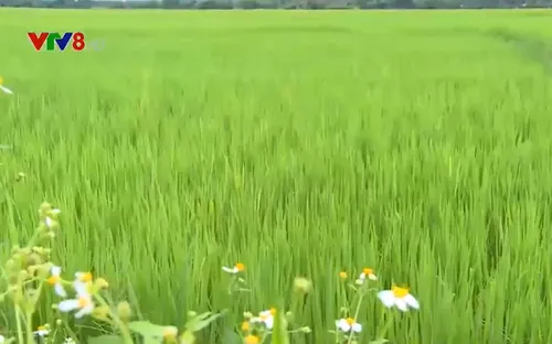 Bình Định: Mưa lớn cứu cây trồng "thoát nạn"