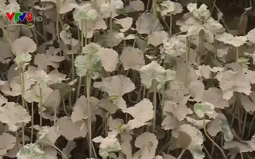 Nông dân Thừa Thiên - Huế thiệt hại do lũ lụt