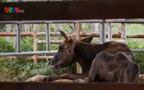 Vụ bò tót gầy trơ xương chuyển cho Vườn quốc gia Phước Bình nuôi dưỡng