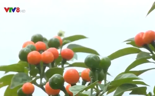 Phát triển ớt "quý tộc" tại Tây Nguyên