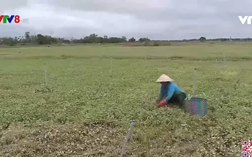 Thừa Thiên - Huế: Nông dân nỗ lực khắc phục sản xuất