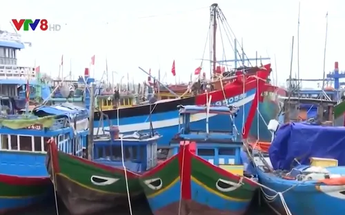Quảng Ngãi: Tàu thuyền đã vào nơi tránh trú bão an toàn