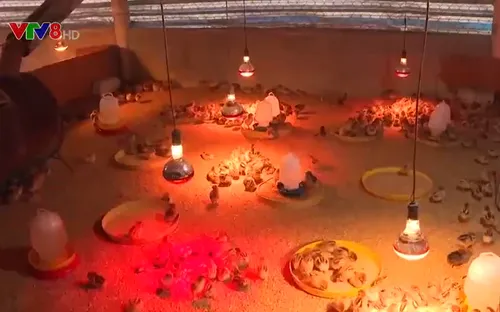 Bộ NN&PTNT hỗ trợ Quảng Bình khôi phục sản xuất sau lũ