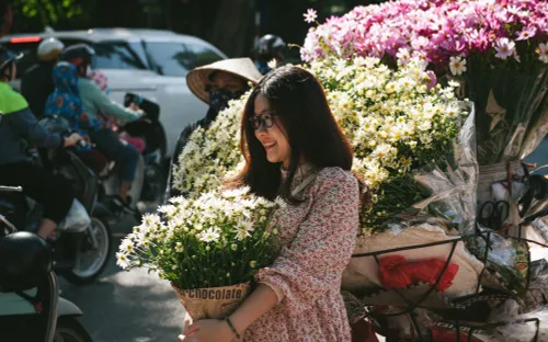 Cúc họa mi ngập tràn phố phường Hà Nội, giá tăng vì khan hàng