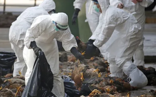 Nông dân châu Âu khốn đốn vì cúm gia cầm