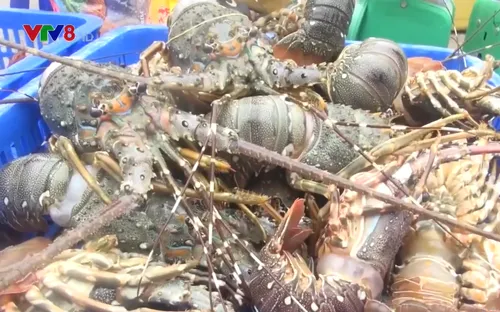 Rủi ro trong nuôi tôm hùm