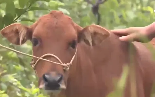 Tạo sinh kế cho người dân vùng lũ