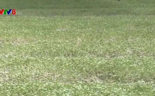 Quảng Bình khôi phục sản xuất nông nghiệp sau bão lũ