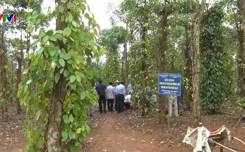 Hỗ trợ người dân miền Trung khôi phục sản xuất sau mưa lũ