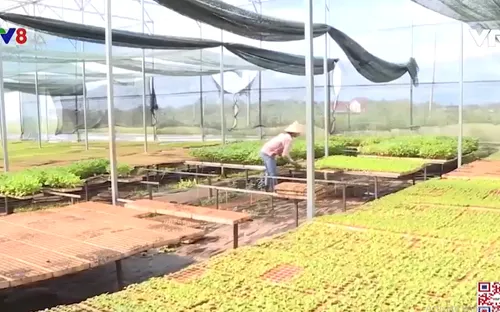 Gia Lai: Giải quyết việc làm cho lao động nông thôn