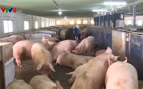 Bình Định triển khai thực hiện các quy định luật chăn nuôi