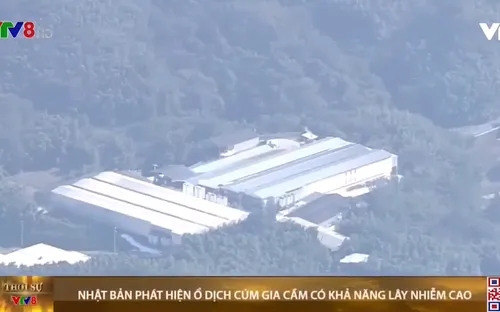 Nhật Bản phát hiện ổ dịch cúm gia cầm có khả năng lây nhiễm cao