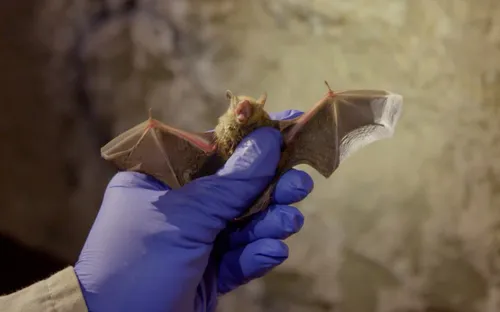 Phát hiển chủng virus SARS-CoV-2 trong phân dơi tại Nhật Bản