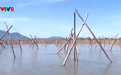 Vì sao nhiều diện tích rừng ngập mặn bị chết?