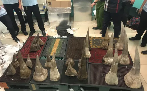 Bắt lô hàng 93kg nghi sừng tê giác trị giá 100 tỉ đồng ở Tân Sơn Nhất