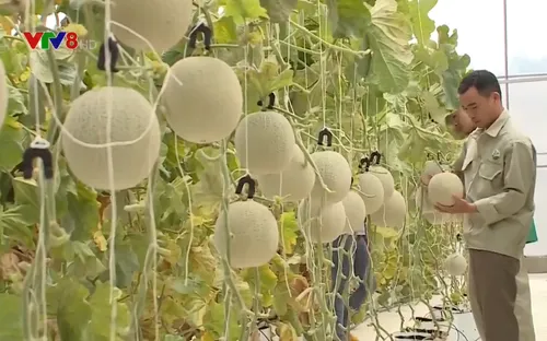 Gia Lai chú trọng phát triển nông nghiệp bền vững