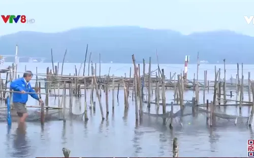 Thừa Thiên - Huế: Xây dựng chuỗi liên kết nâng cao giá trị sản phẩm vùng đầm phá Tam Giang – Cầu Hai