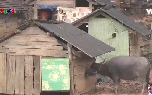 Tăng cường bảo vệ đàn trâu bò trong mùa mưa rét