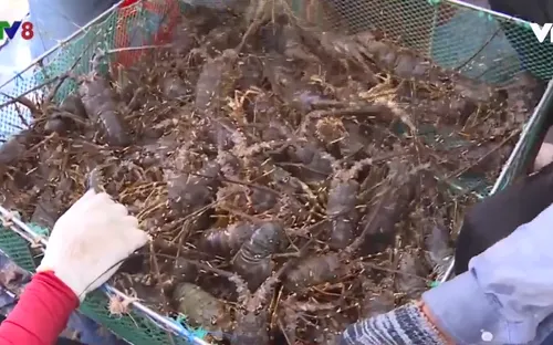 Ngư dân nuôi tôm hùm tìm cách giảm chi phí để vượt qua khó khăn