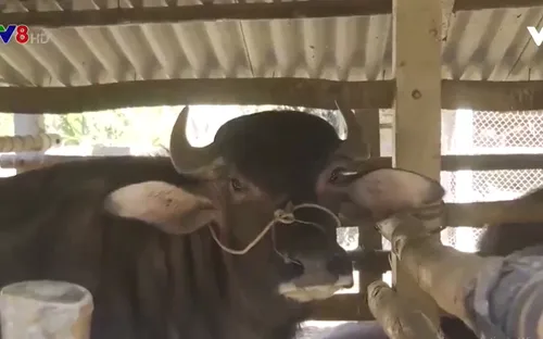 Phú Yên, Quảng Ngãi xuất hiện bệnh lở mồm long móng