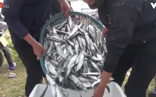 Ngư dân Quảng Bình được mùa cá trích đầu năm