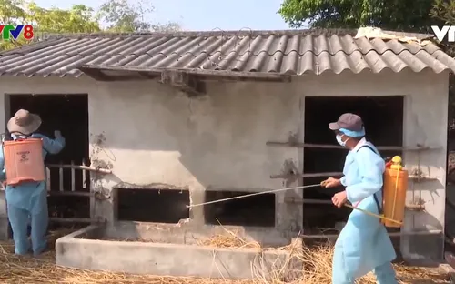 Quảng Nam tăng cường phòng chống dịch bệnh gia súc, gia cầm