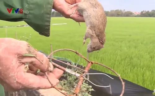 Nông dân ra đồng diệt chuột gây hại lúa Đông Xuân