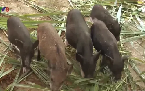 Triệu phú trẻ trên đất ngàn cau