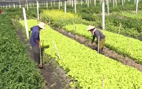 Thừa Thiên - Huế phát triển rau màu trên vùng đất cát