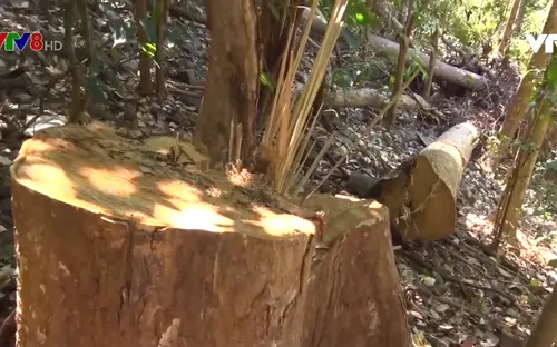 Tài nguyên rừng tại Đắk Nông tiếp tục bị xâm hại