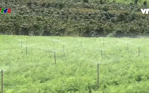 Lợi ích kép trong sản xuất tiết kiệm nước mùa khô