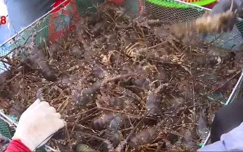 Phú Yên: Thông tin tôm hùm rớt giá sốc là chưa chính xác