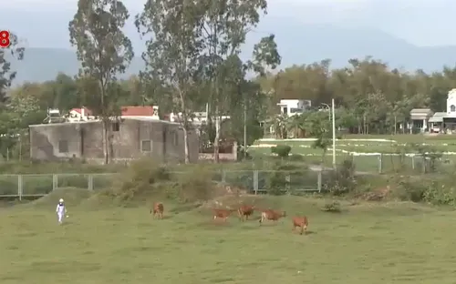 Phá rào chắn cao tốc Đà Nẵng - Quảng Ngãi để chăn thả gia súc