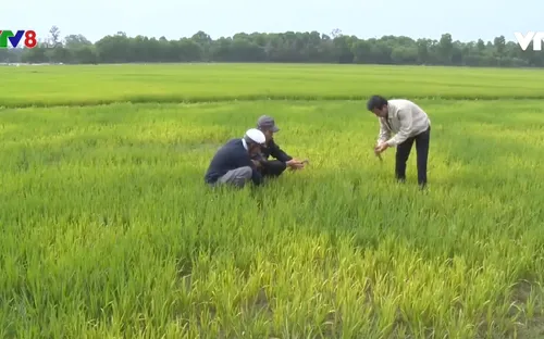 Thừa Thiên - Huế: Nhiều diện tích lúa bị chết do nhiễm mặn